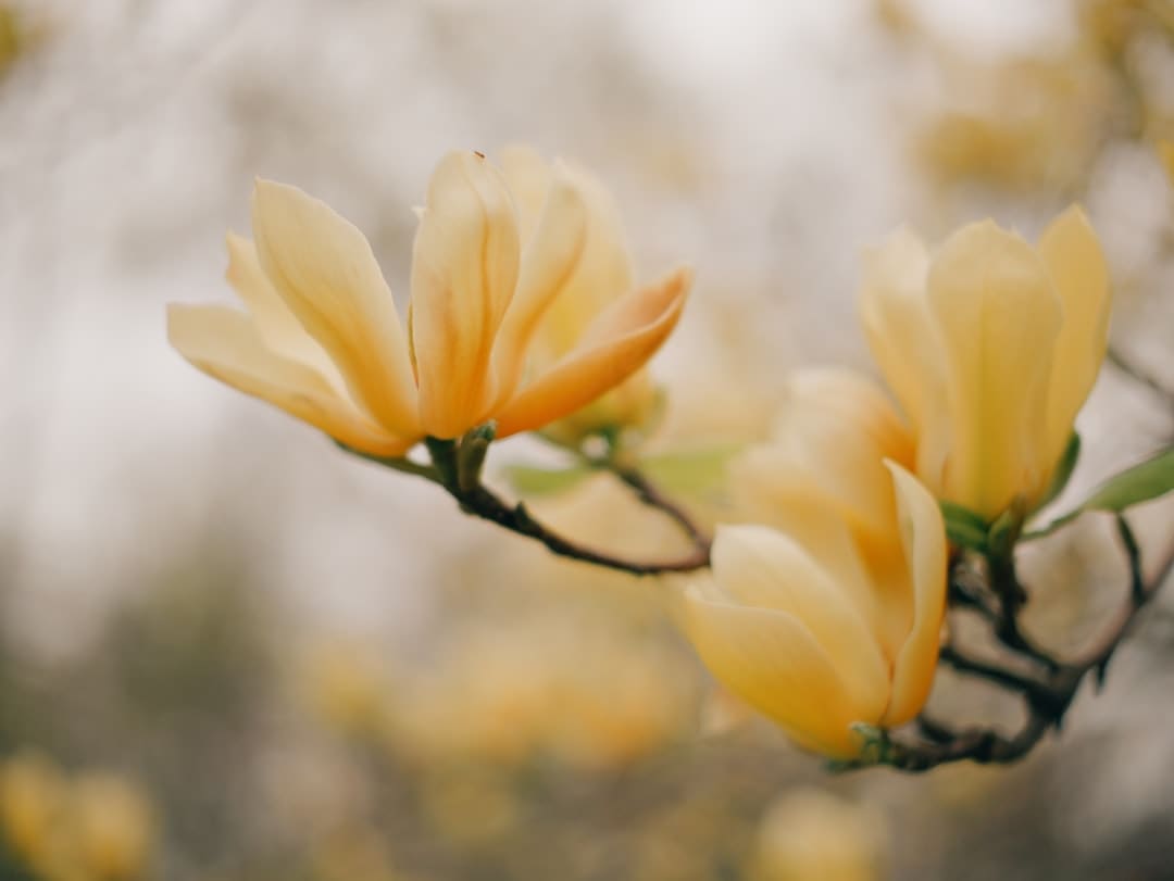 http://n.sinaimg.cn/news/transform/w600h400/20180308/tUTk-fxpwyhv7477434.jpg?zdy
